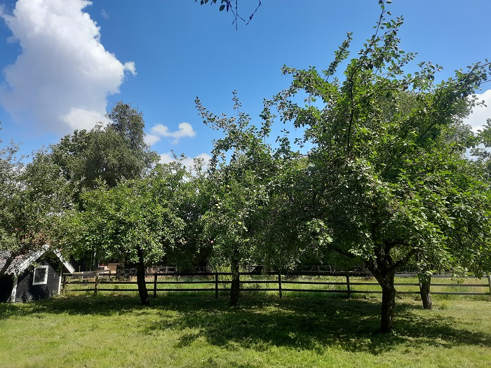 De boomgaard De boomgaard