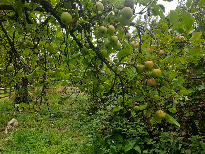 Appels in de boom
Appels in de boom