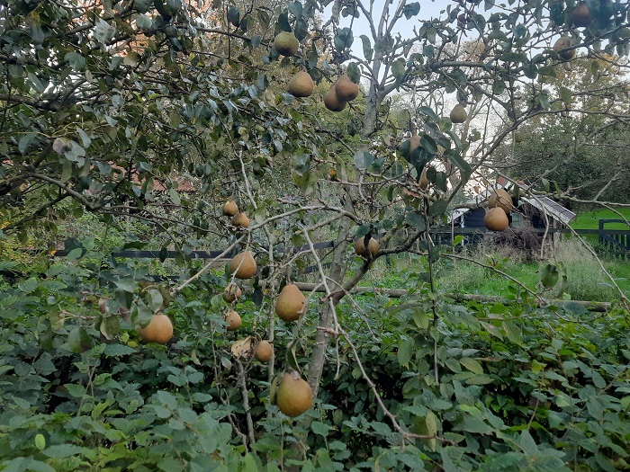Doyenné du Comice
Doyenné du Comice
