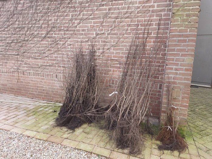 Jonge planten
Jonge planten