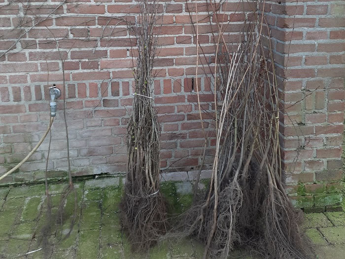 Jonge planten
Jonge planten