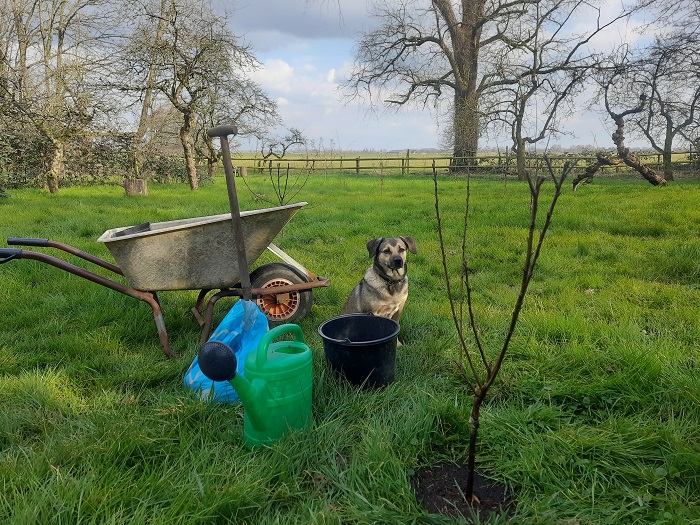 Boompje geplant
Boompje geplant
