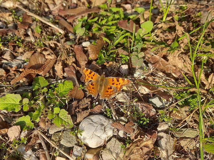 Gehakkelde aurelia
Gehakkelde aurelia