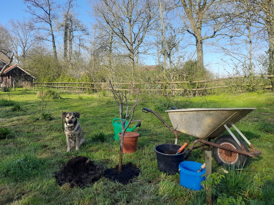Boompje geplant
Boompje geplant