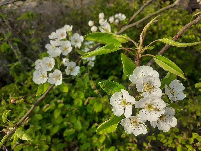 Perenbloesem
Perenbloesem