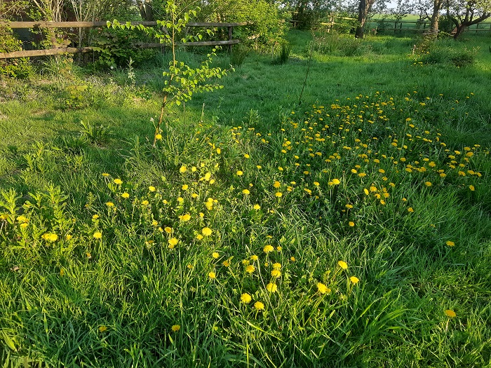 Paardenbloemen
Paardenbloemen
