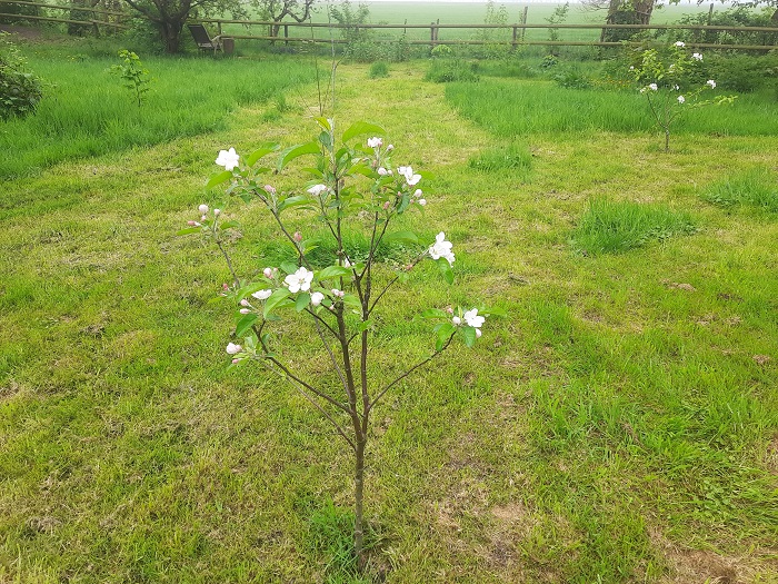 Appelbloesem
Appelbloesem