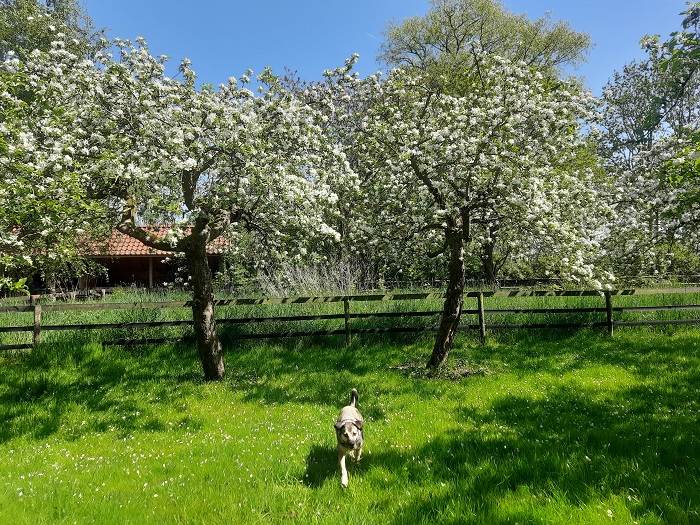 Appelbloesem
Appelbloesem