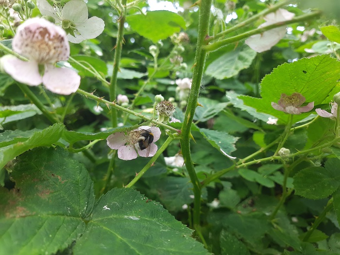 Bramenbloesem
Bramenbloesem