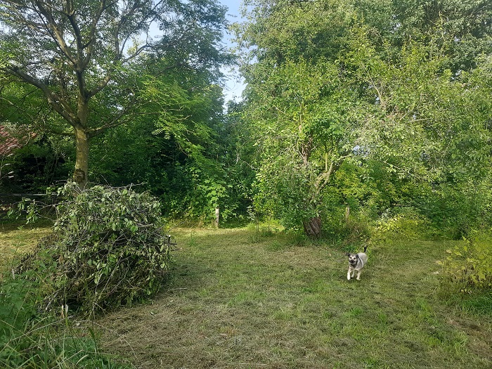 Boomgaard
Boomgaard