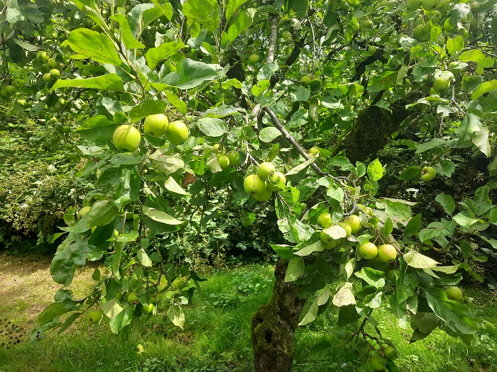 Appelboom
Appelboom
