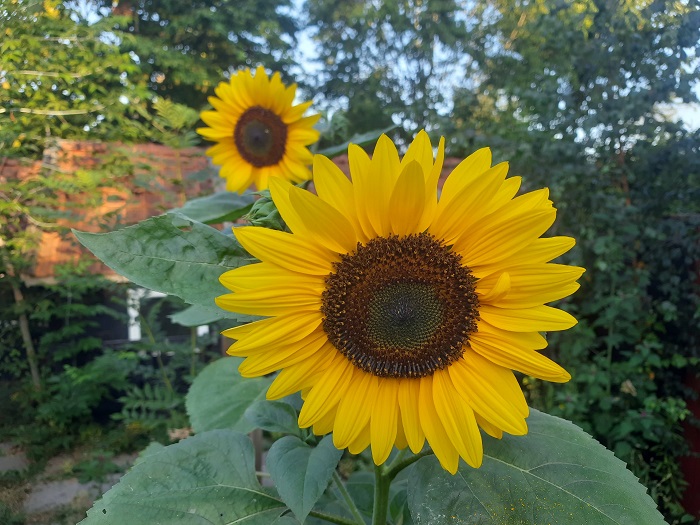 Zonnebloemen
Zonnebloemen
