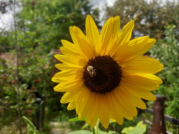 Zonnebloem
Zonnebloem
