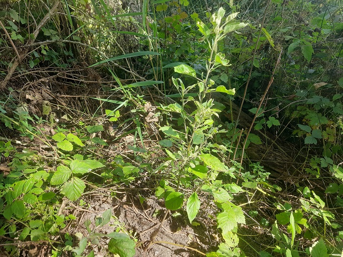 Appelboompje
Appelboompje