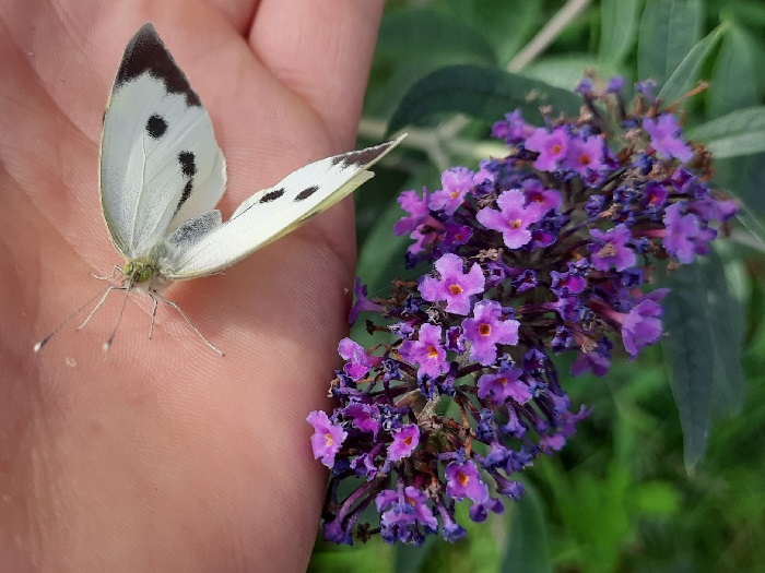 Groot koolwitje
Groot koolwitje