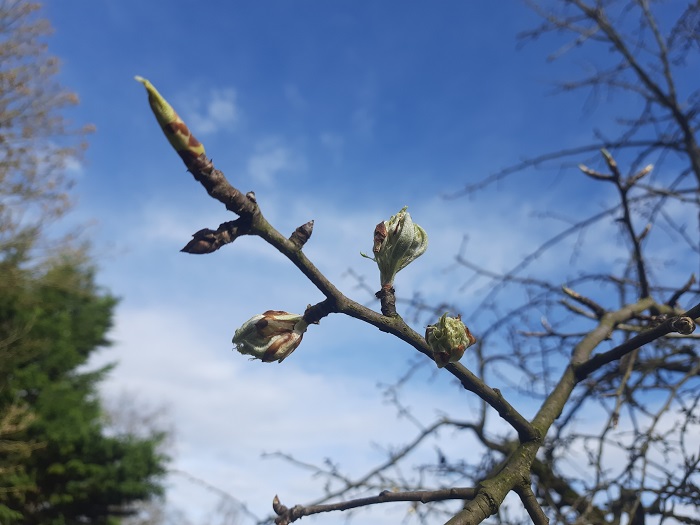 Bloesem van de perenboom
Bloesem van de perenboom