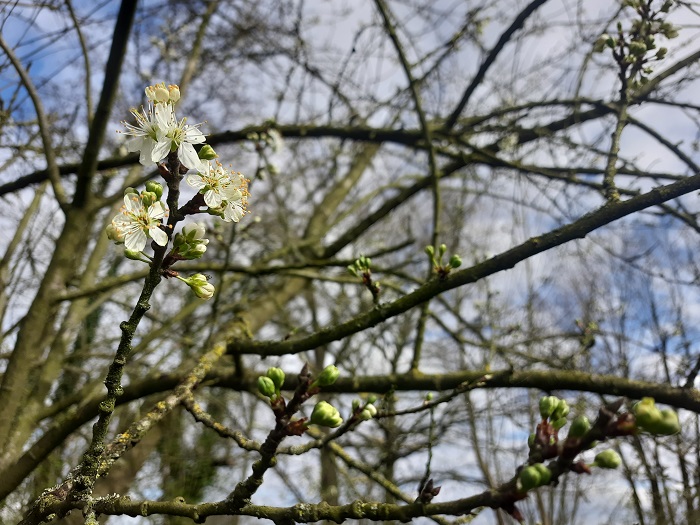 Pruimenbloesem
Pruimenbloesem