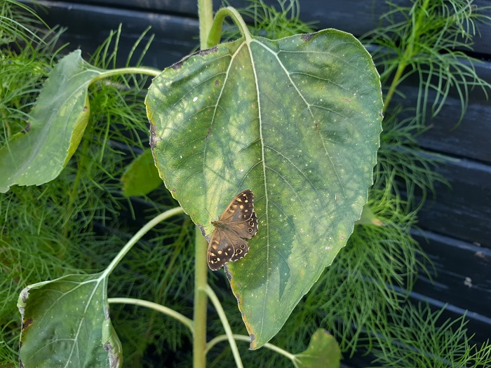 Bont zandoogje
Bont zandoogje