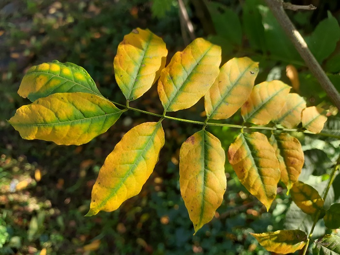 Witteregen in de herfst
Witteregen in de herfst