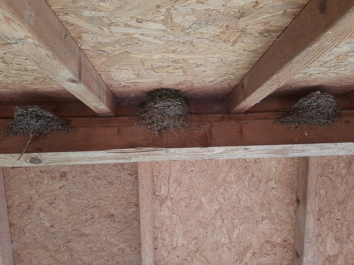 Zwaluwnesten
Zwaluwnesten